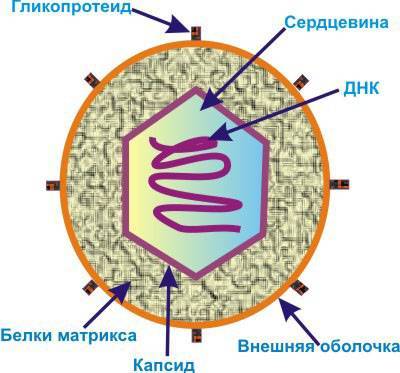 Миксовирусы