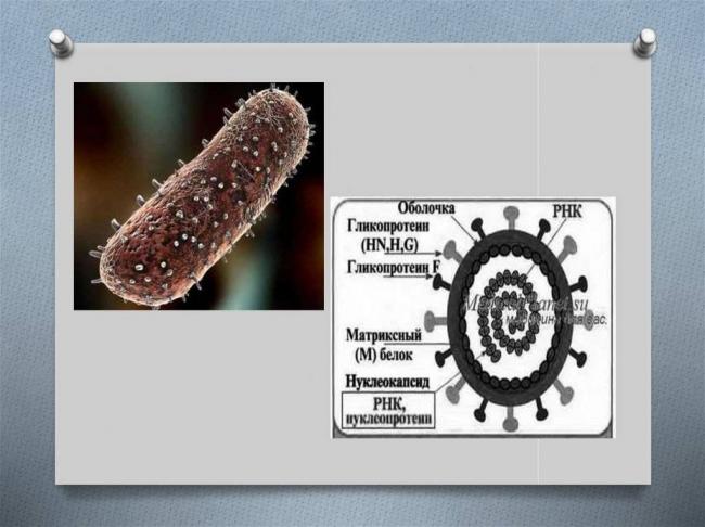 Вирусные заболевания - viral disease - qwe.wiki