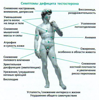 Тестостерон свободный это, что такое. функции и роль мужского гормона для женщин
