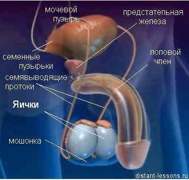Тестостерон: что это за гормон, норма и как повысить его уровень