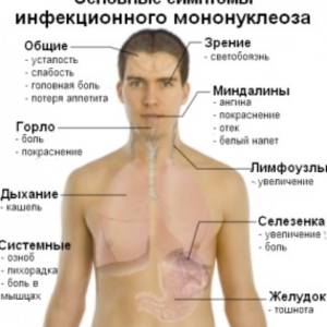 Болит под ребрами слева что там находится