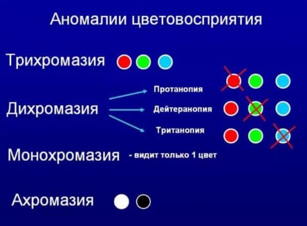 Дальтонизм: как устроена цветовая слепота?